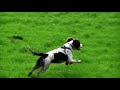 Ole Gunnar chasing imaginary ball