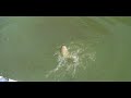 Four Bass, Same Time, Same Bait