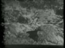 Nazi Film Shows V-2 Rocket Test 1946/5/2