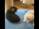 Asiel Zaandam De kittens van Talia  (geplaatst)