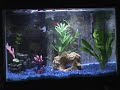 My new fish tank