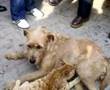 kedi&k�pek dostlugu 