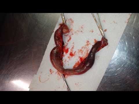 how to cure pyometra in dogs