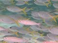 planeta-agua-buceo-en-thistlegorm-ii-mar-rojo-red-sea-.html