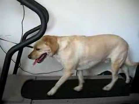 how to vent yellow labs