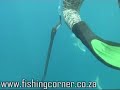 Shauns couta being eaten by a potato bass