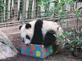 Giant panda Su Lin\