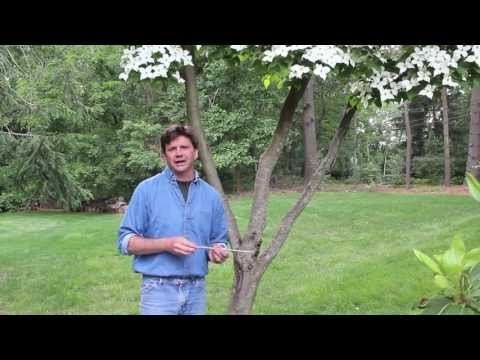 how to repair tree bark