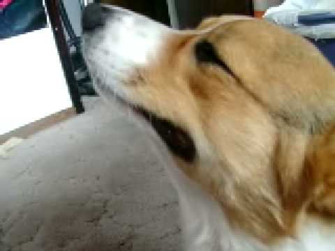 how to relieve reverse sneezing