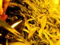 Blue Dynamite two phenotypes and AFGoo