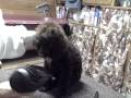 videos de First Bath.AVI