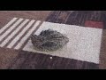 Danquail has a foot fetish Danquail has a foot fetish