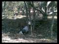 videos de u.s.army in Iraq