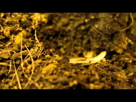 how to kill fungus gnats in soil