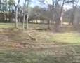 Dumb Deer