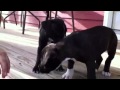 Clover and Petunia sniffing on the porch - YouTube
