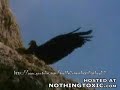 Unbelievable - An Eagle Grabbing its Huge Prey (sheep)