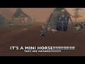 WoW-I jacked a mini horse!