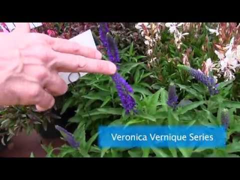how to collect kangaroo paw seeds