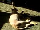 sunbathing cat sunbathing cat