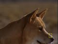 Dingo vs. Kangaroo Dingo vs. Kangaroo