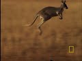 a dingo eyes a young kangaroo, and the hunt is on.

see all national geographic videos
http://video.nationalgeographic.com/video/?source=4001