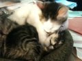 Kittens bathtime