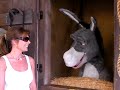 speaking to donkey from shrek