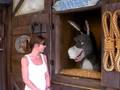 speaking to donkey from shrek