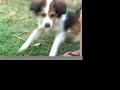 Chicken chases dog Chicken chases dog