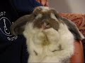 http://fretnotguitarrepair.com/Bunnie%20Lover.htmBailey bunny eats a carrot while I hold him.I have more about my bunnies on the website above.