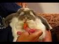 Bailey Holland Lop Bunny Rabbit Eating Holding Carrot