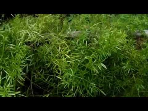 how to transplant asparagus fern