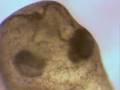 tadpole