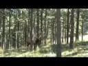 He almost ramed us! He almost ramed us!