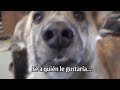 Video extraído del canal Talking Animals de Youtube sobre un perrito que sostiene una plática con su dueño sobre comida, ¡te encantará! Si quieres ver más notas, videos y datos curiosos visita www.15a20.com.mx