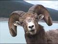 Bighorn Sheep in Jasper