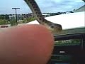 Angry snake attack.