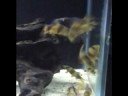 Clown Loaches!