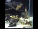 Clown Loaches!