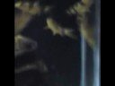 Clown Loaches!