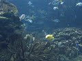 Oceanografico1