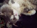 Georgie Boy Trying to Take a NAP