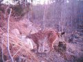 Ilves