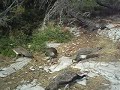 LOKRUM-PAUNI