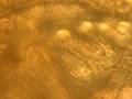 Mollusk gill