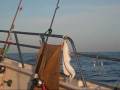 videos de dolphins.wmv