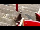 Pigeon Scavenging After Mets Game