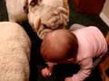 she loves bulldogs