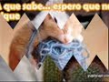 Gatitos Lindos & Traviesos & tiernos